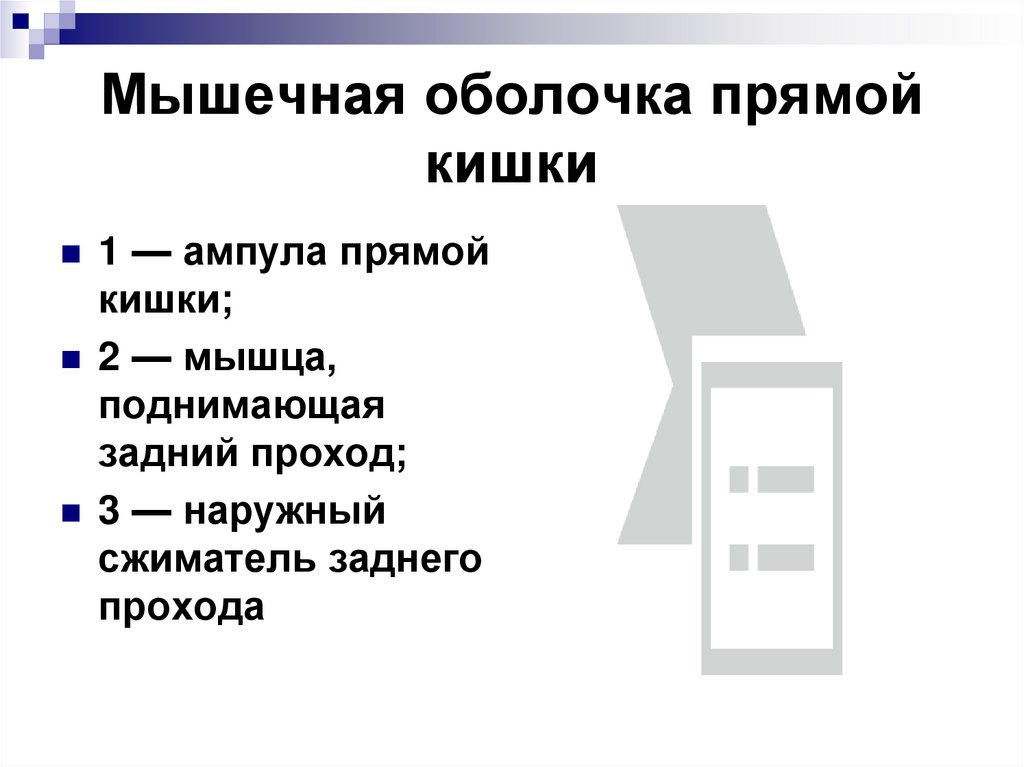 Мышечная оболочка прямой кишки
