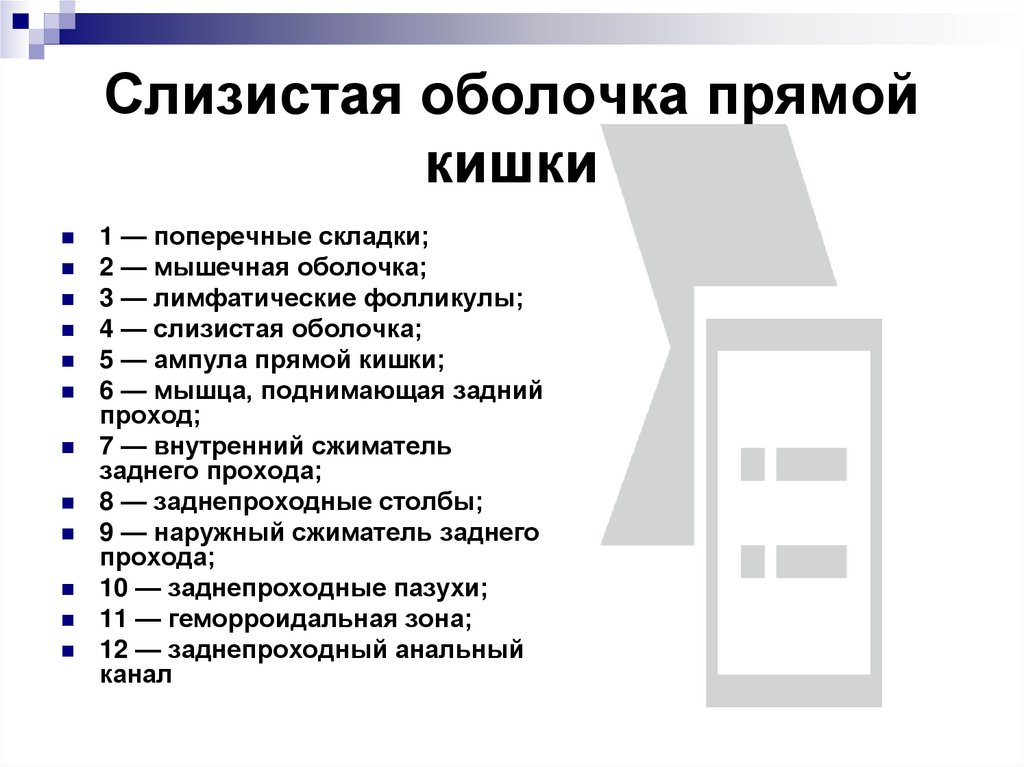Слизистая оболочка прямой кишки