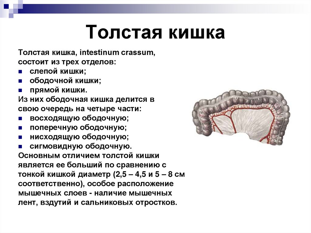 Толстая кишка