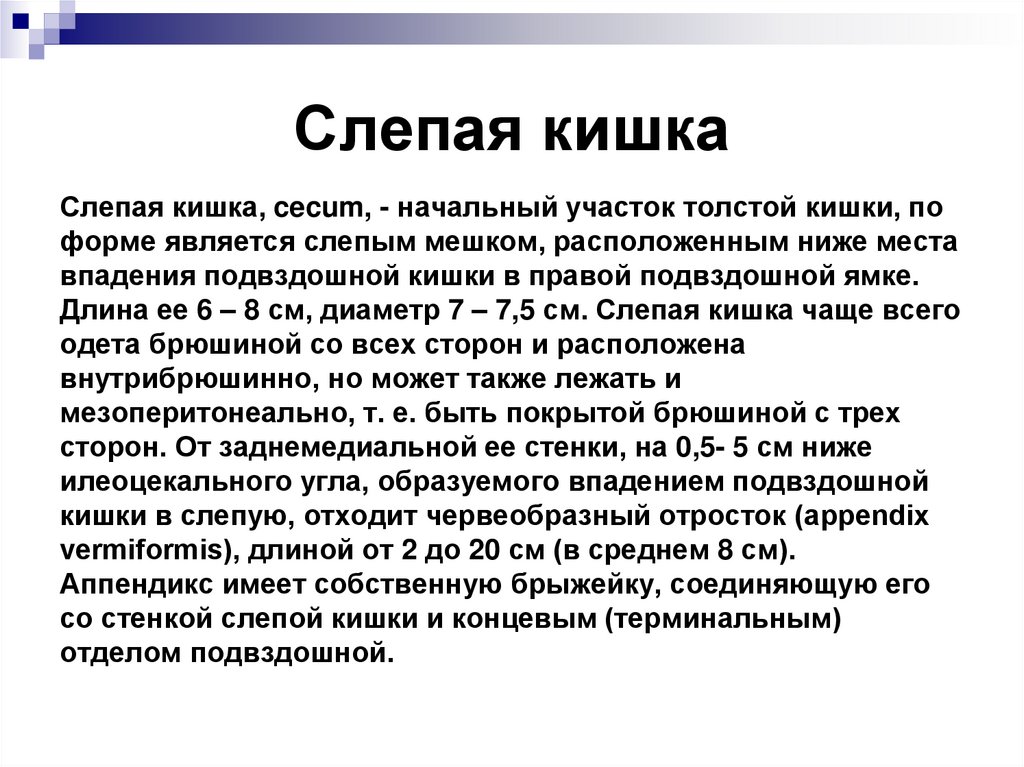 Слепая кишка