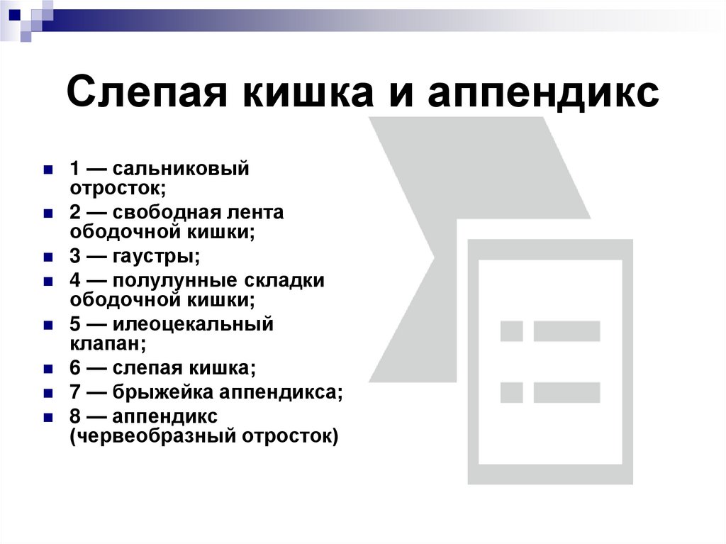 Слепая кишка и аппендикс