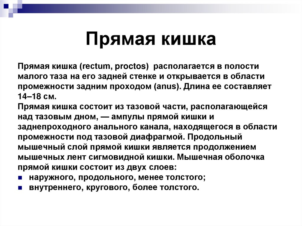 Прямая кишка