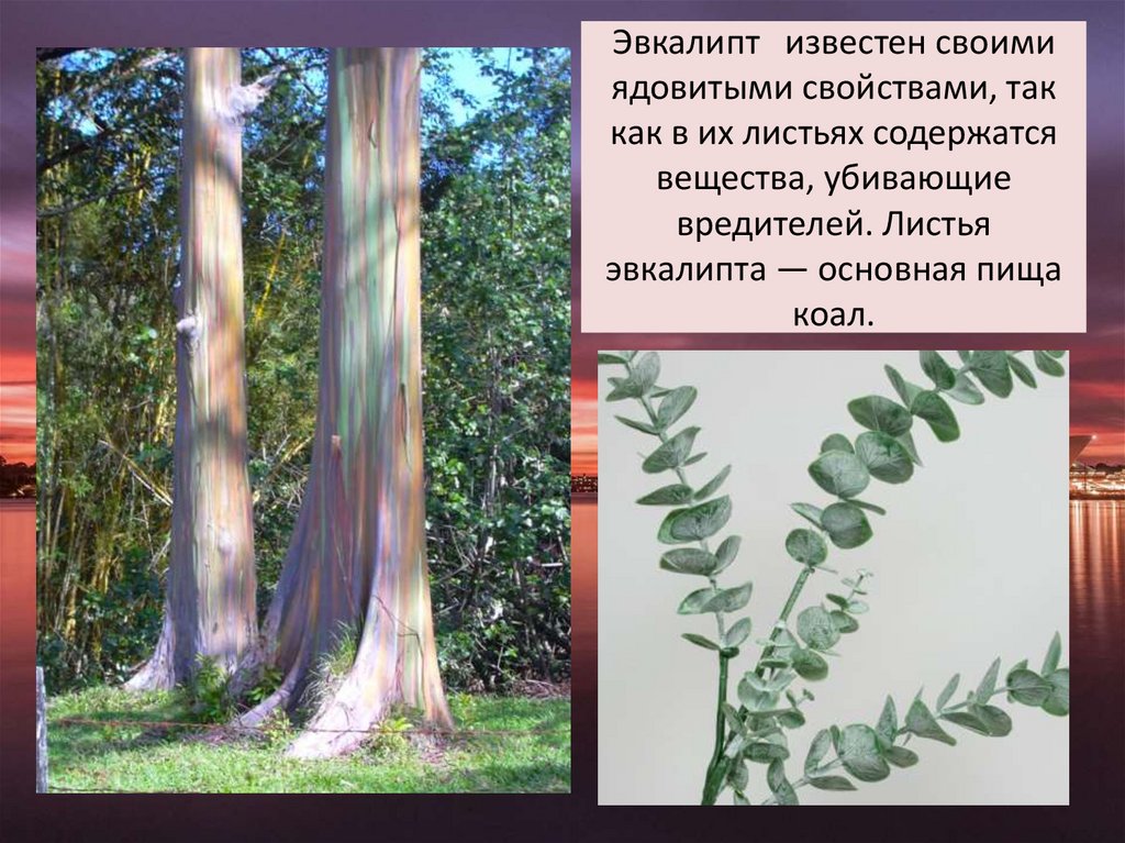 Эвкалипт известен своими ядовитыми свойствами, так как в их листьях содержатся вещества, убивающие вредителей. Листья эвкалипта