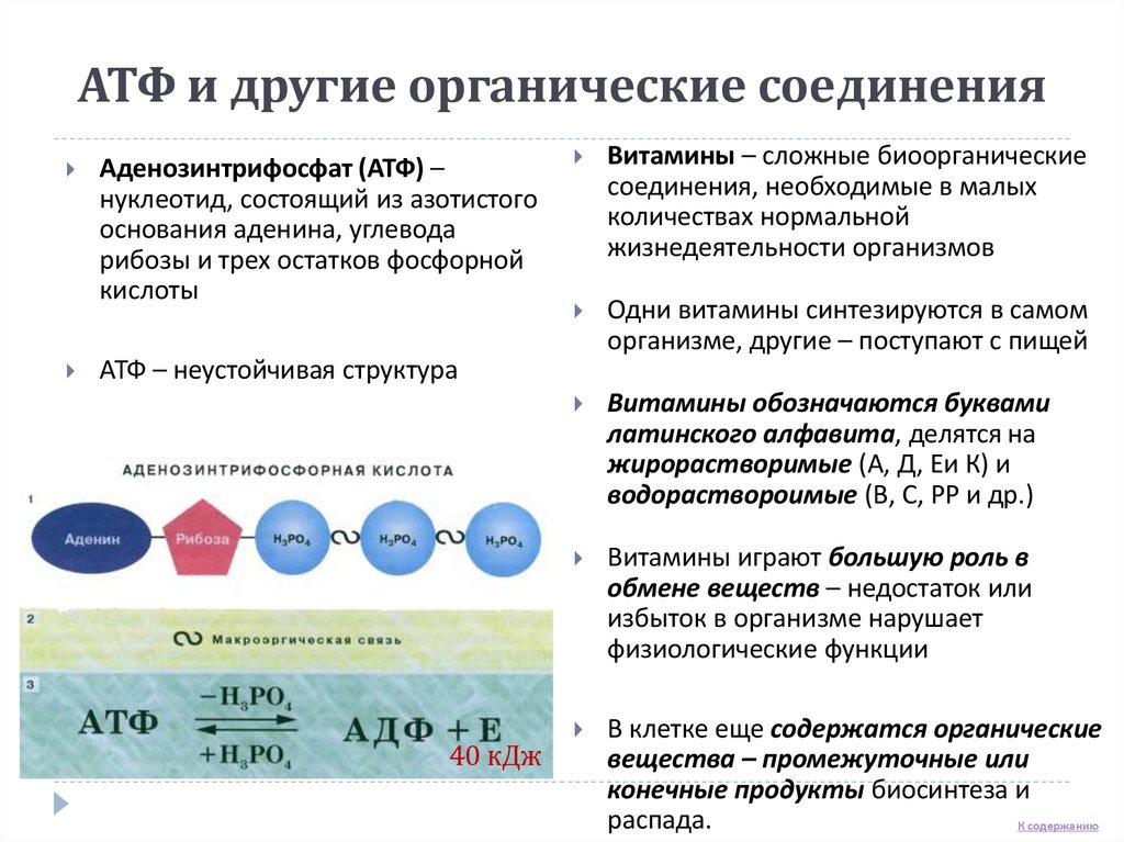 АТФ и другие органические соединения