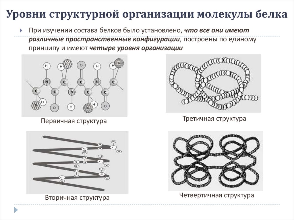 Уровни структурной организации молекулы белка