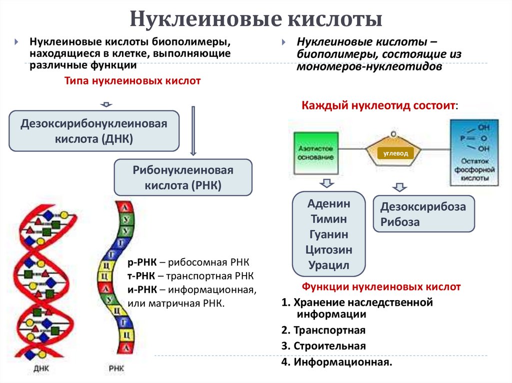 Нуклеиновые кислоты