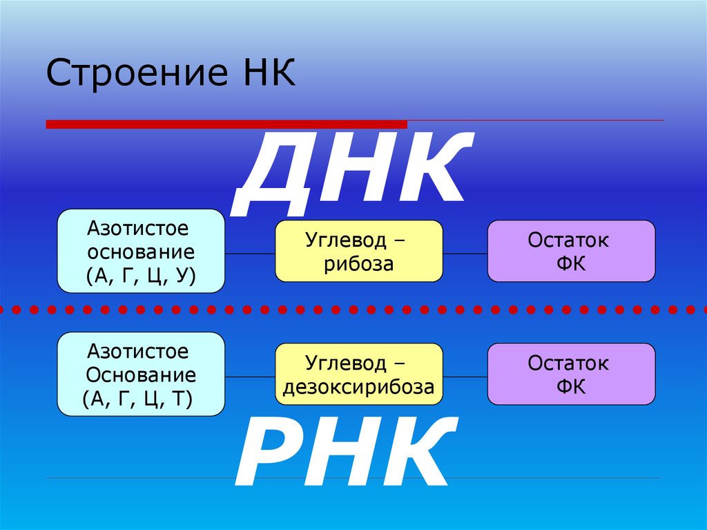 Строение НК