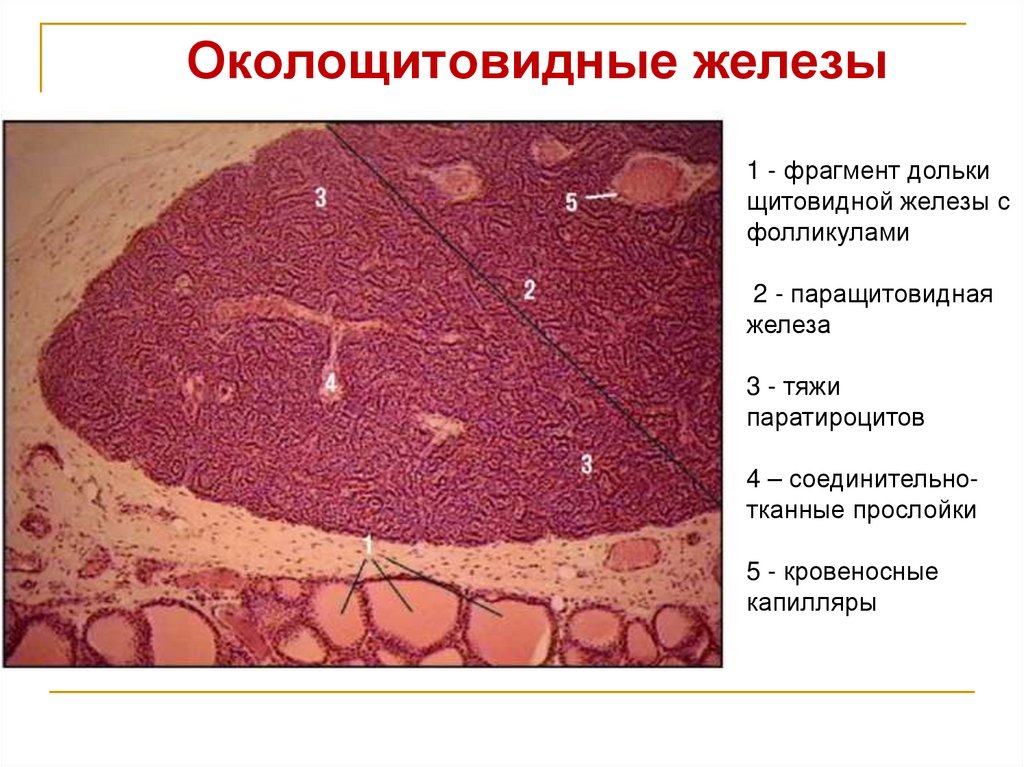 Околощитовидные железы