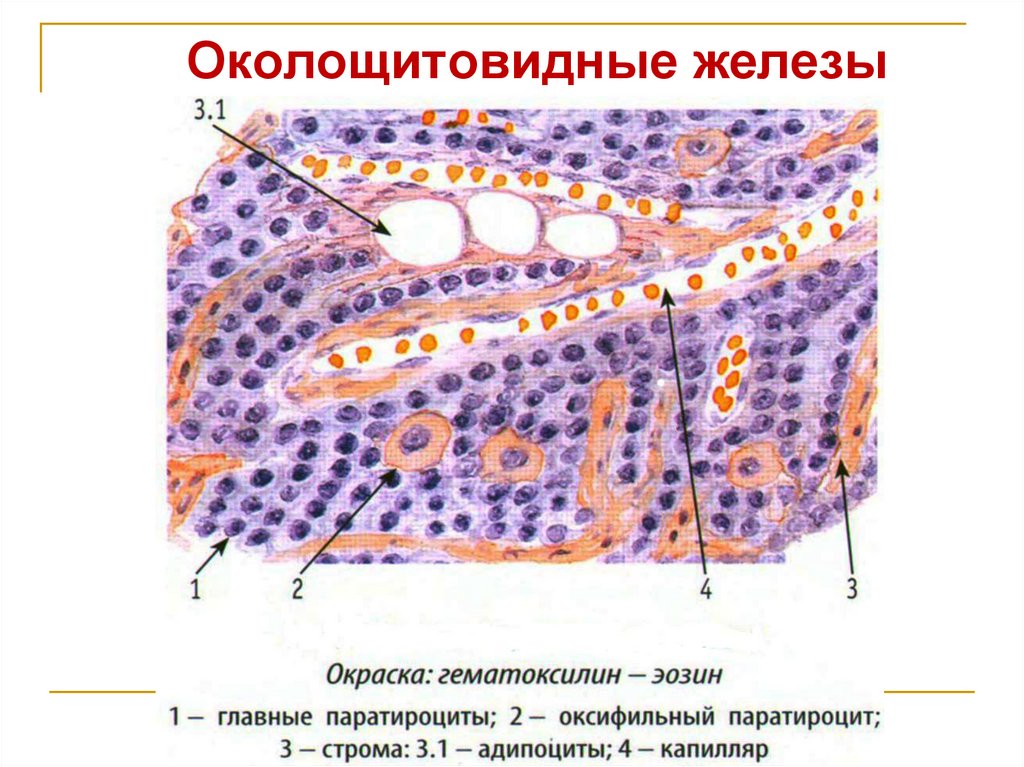 Околощитовидные железы