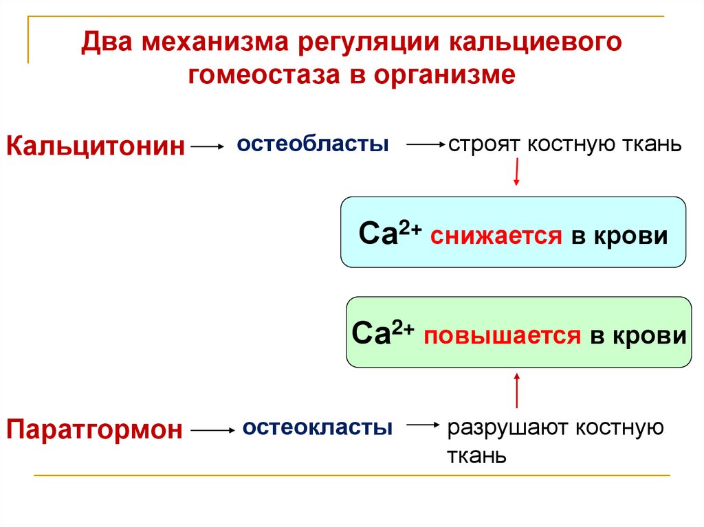 Два механизма регуляции кальциевого гомеостаза в организме