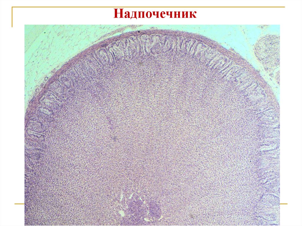 Надпочечник