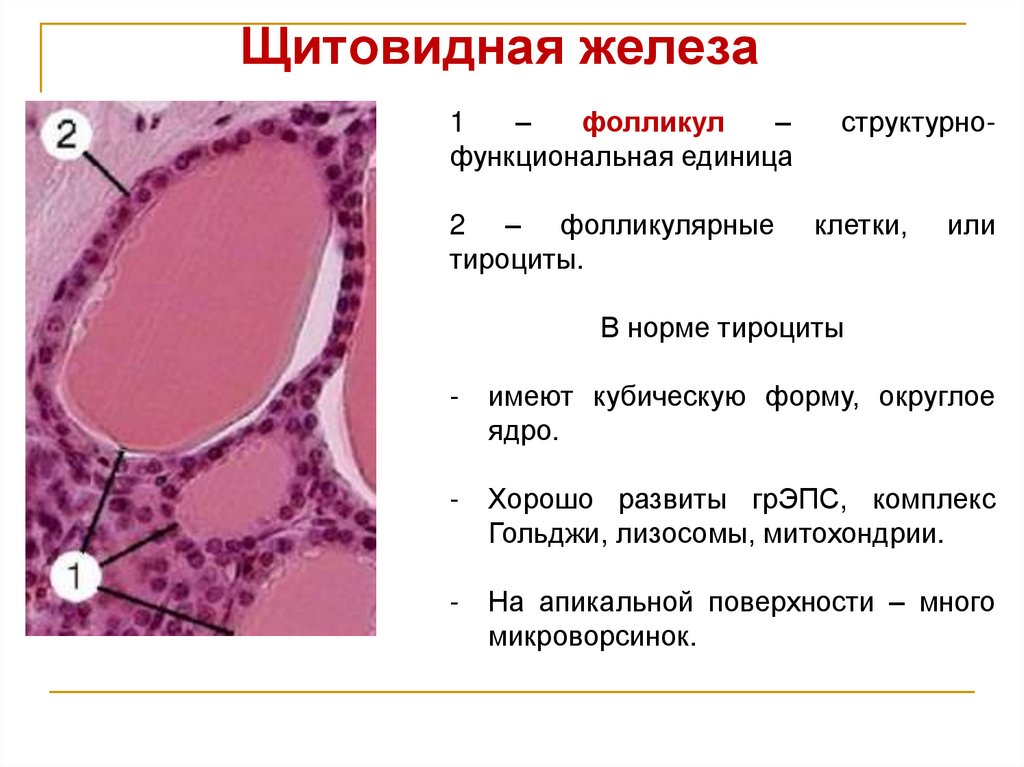 Щитовидная железа