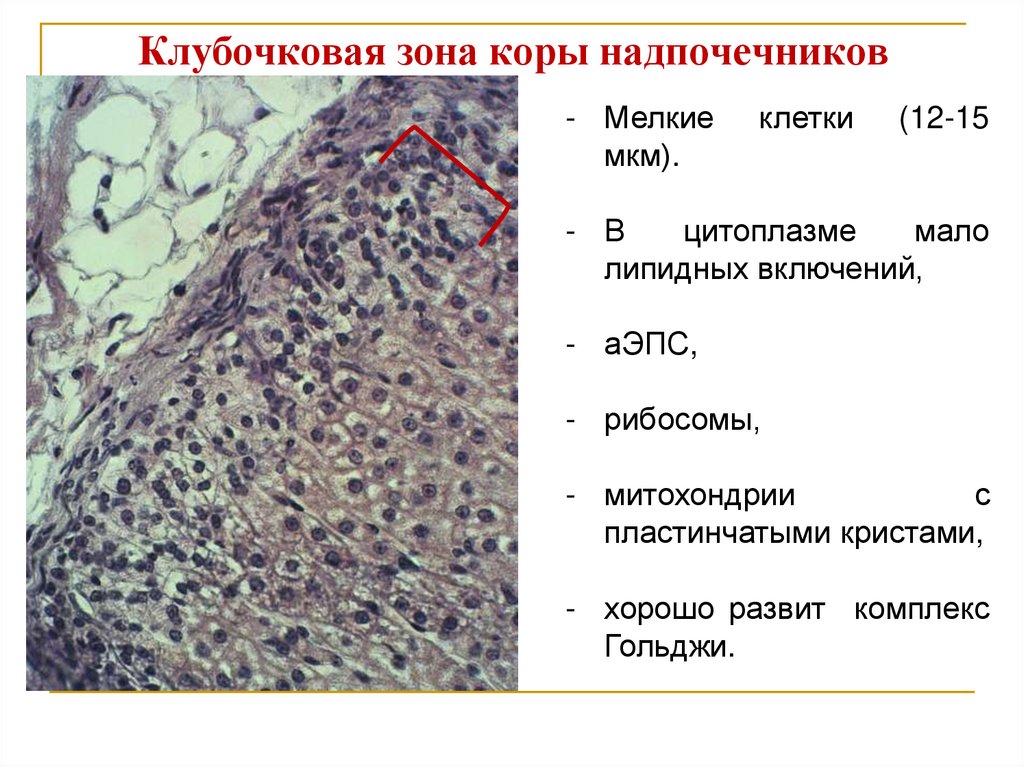 Клубочковая зона коры надпочечников
