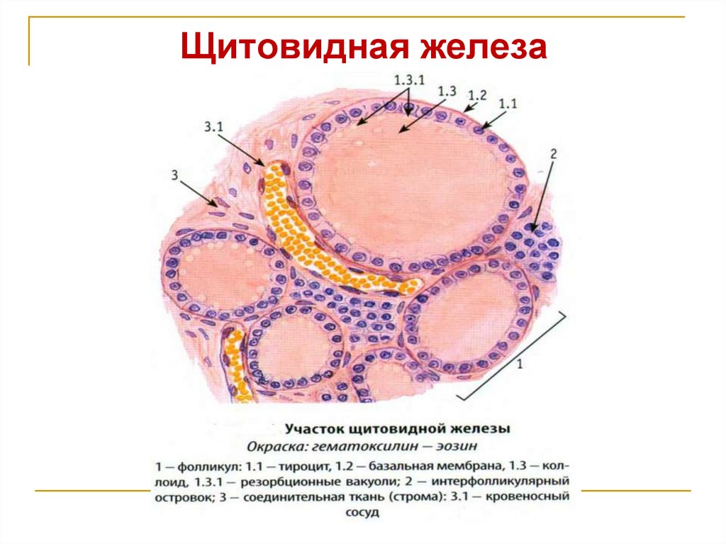 Щитовидная железа