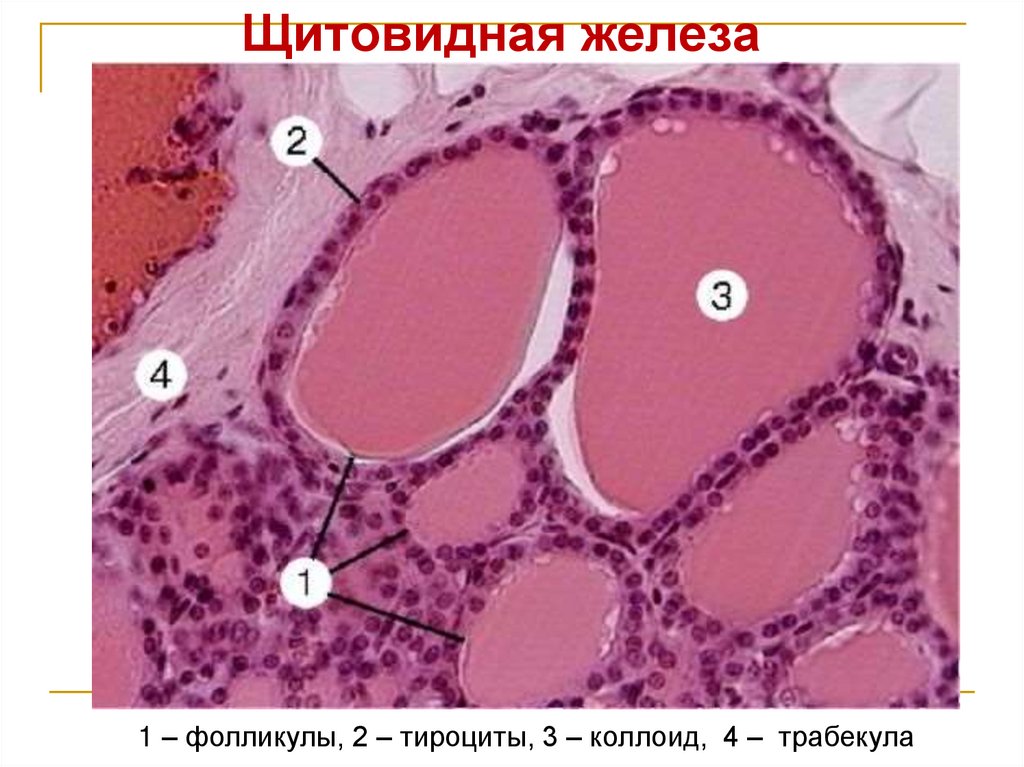 Щитовидная железа