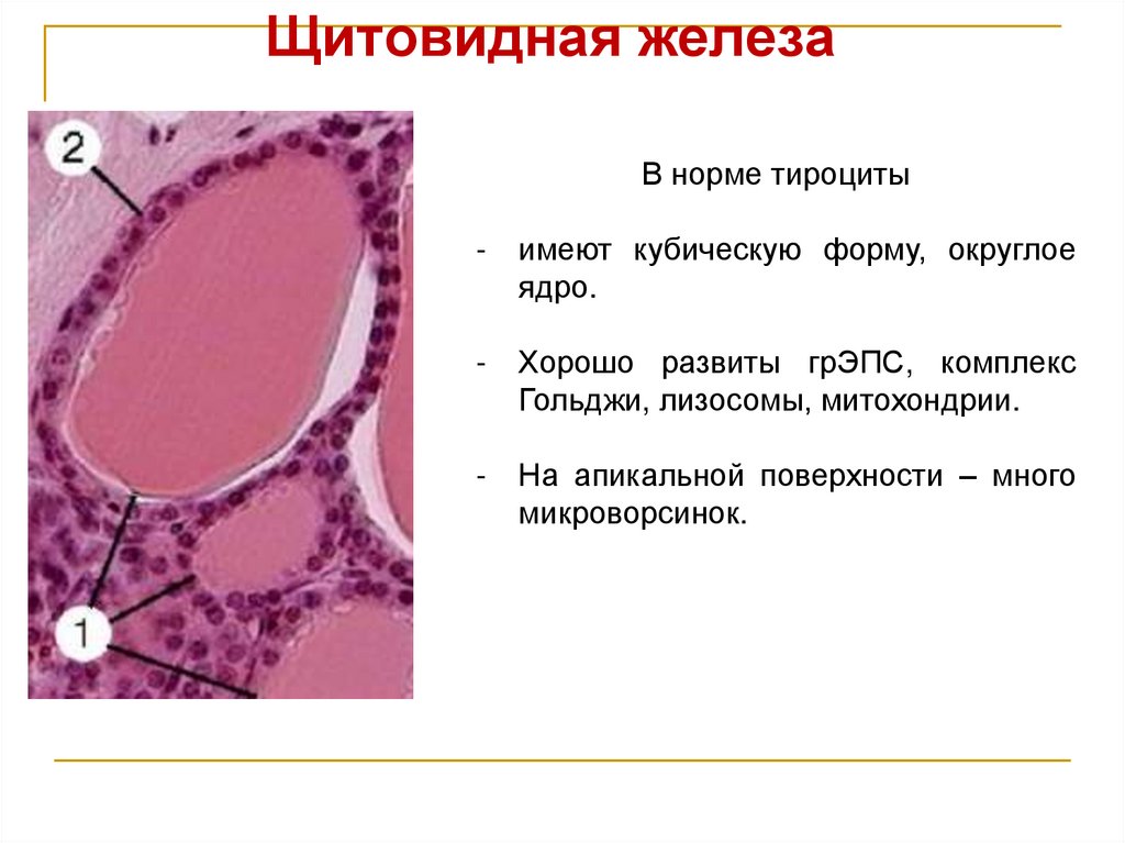 Щитовидная железа