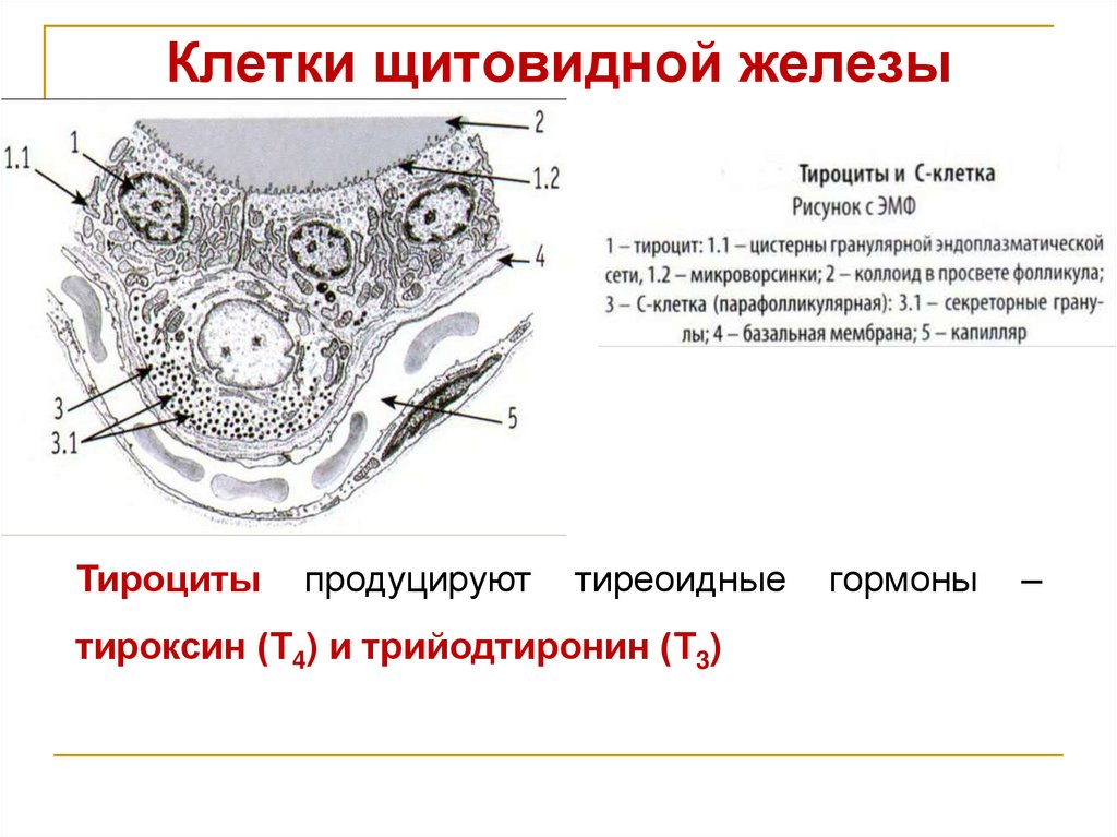 Клетки щитовидной железы