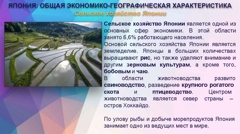 ЯПОНИЯ: ОБЩАЯ ЭКОНОМИКО-ГЕОГРАФИЧЕСКАЯ ХАРАКТЕРИСТИКА Сельское хозяйство Японии