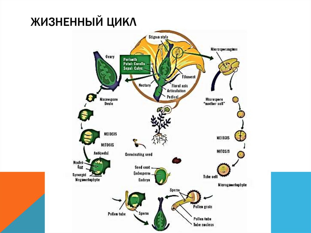 Жизненный цикл