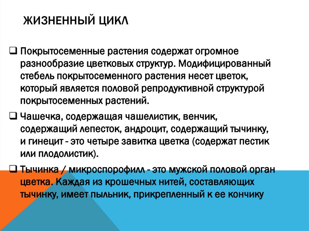 Жизненный цикл