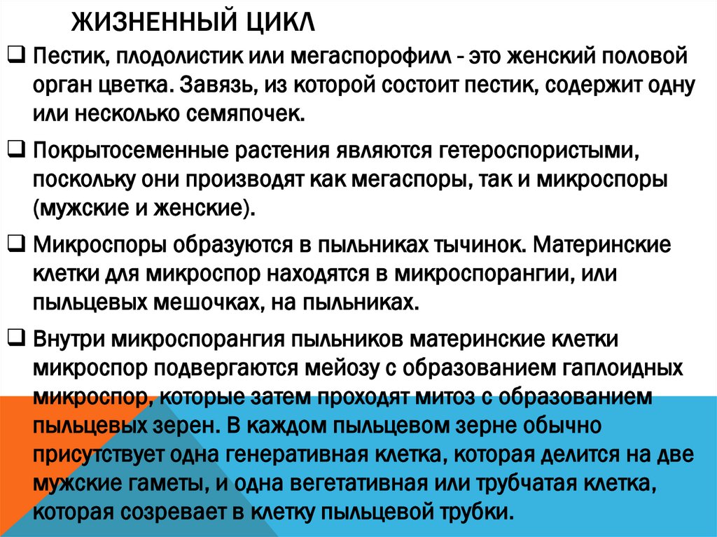 Жизненный цикл