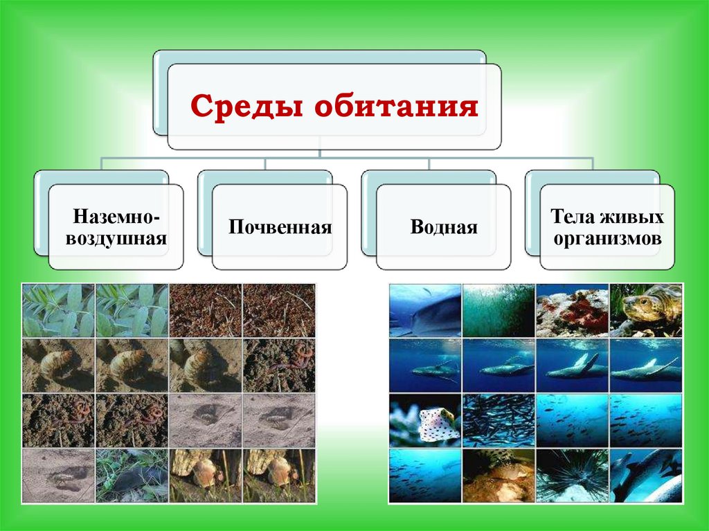 Биология 7 класс растение среда обитания. Биология 7 класс растение среда обитания