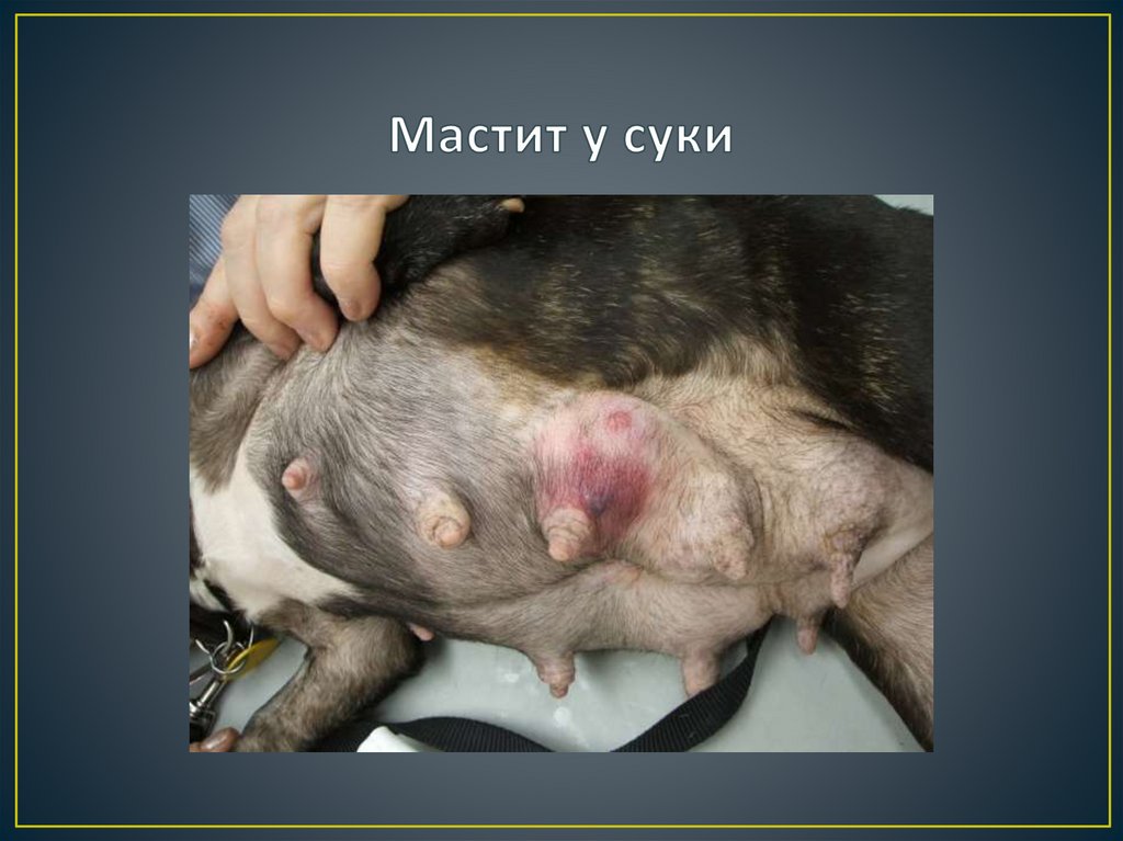 Мастит у суки