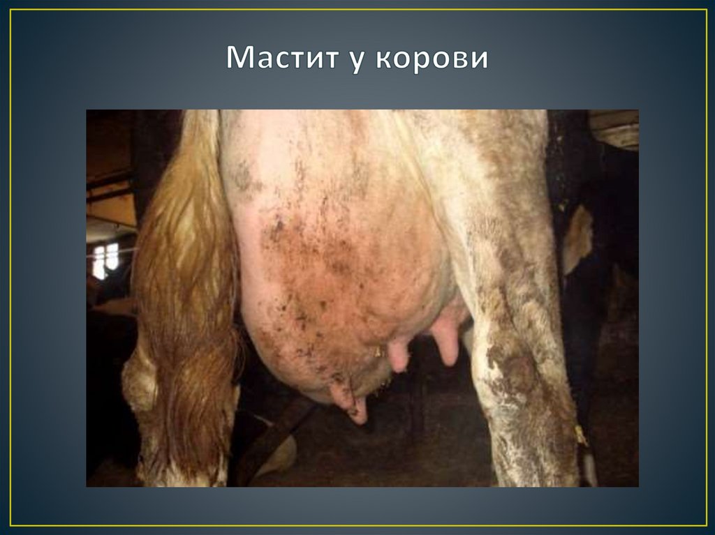 Мастит у корови