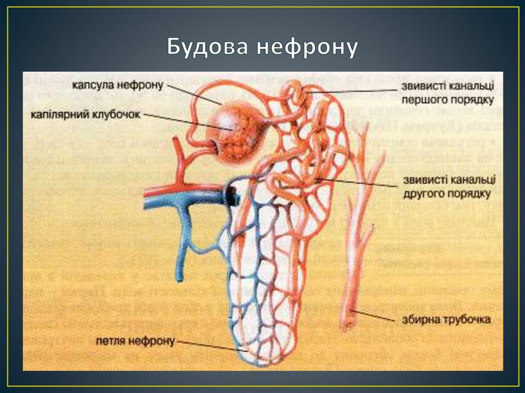 Будова нефрону