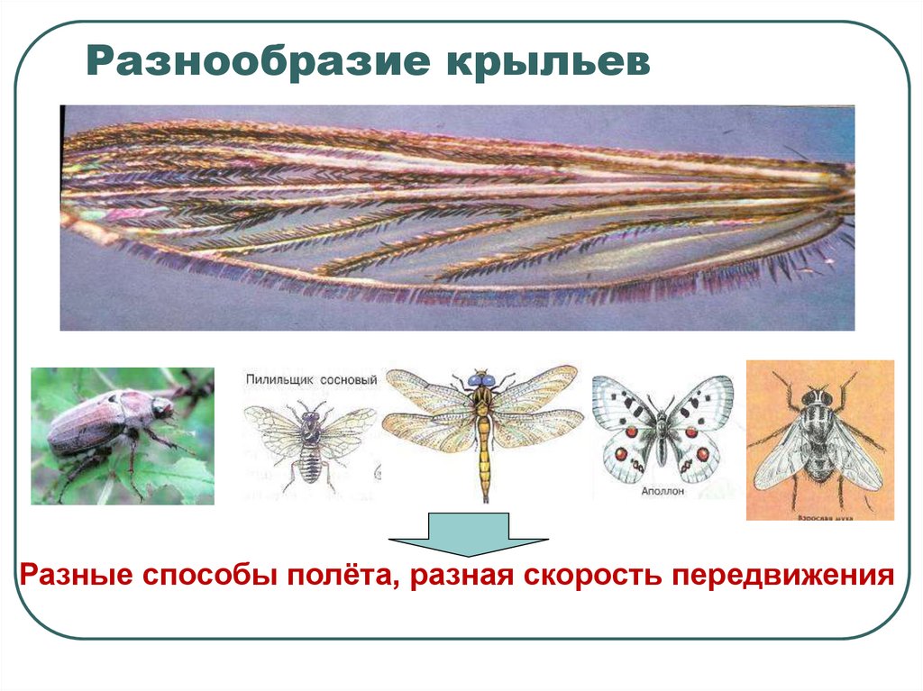 Разнообразие крыльев