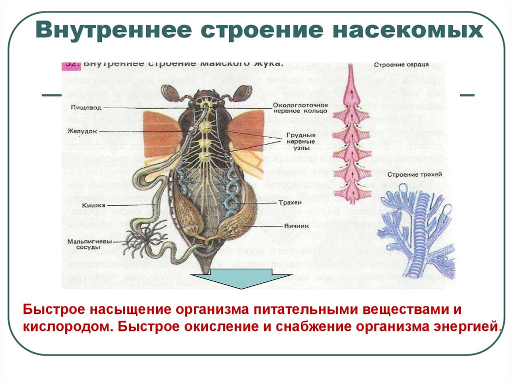 Внутреннее строение насекомых
