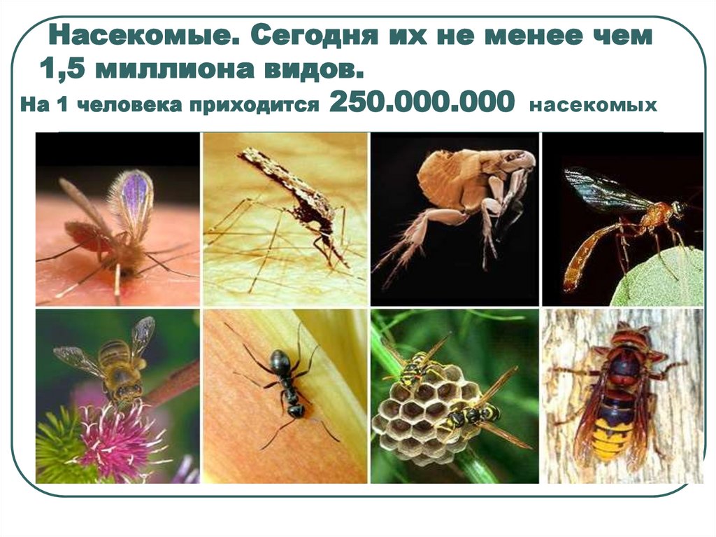 Насекомые. Сегодня их не менее чем 1,5 миллиона видов. На 1 человека приходится 250.000.000 насекомых
