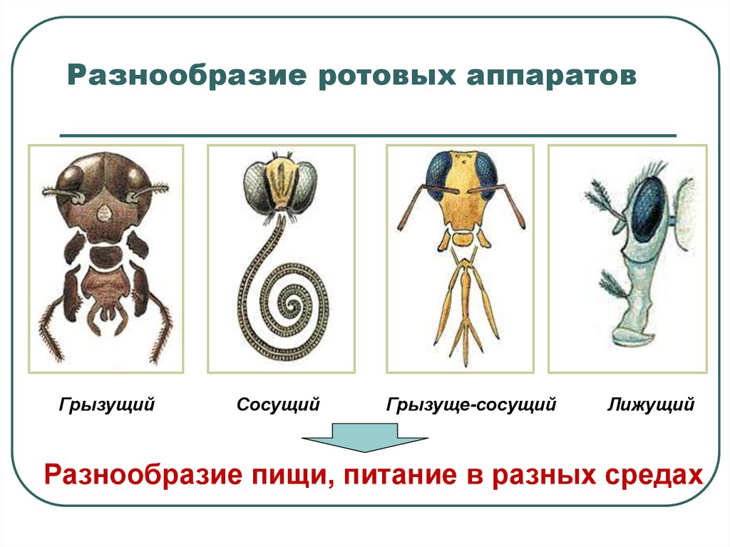 Разнообразие ротовых аппаратов