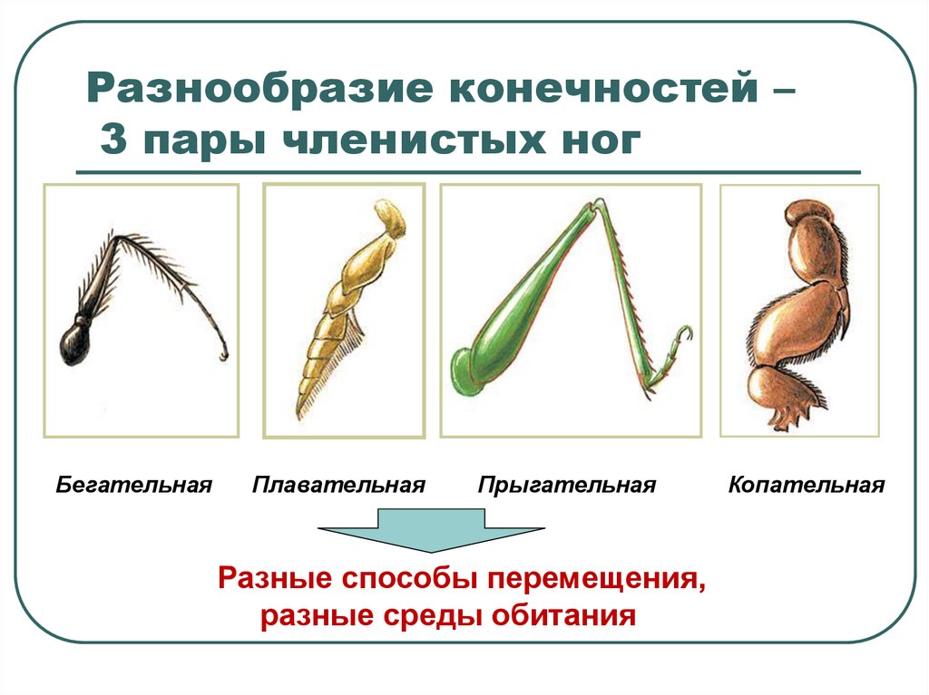 Разнообразие конечностей – 3 пары членистых ног