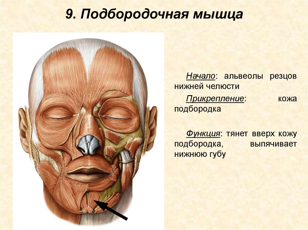 9. Подбородочная мышца
