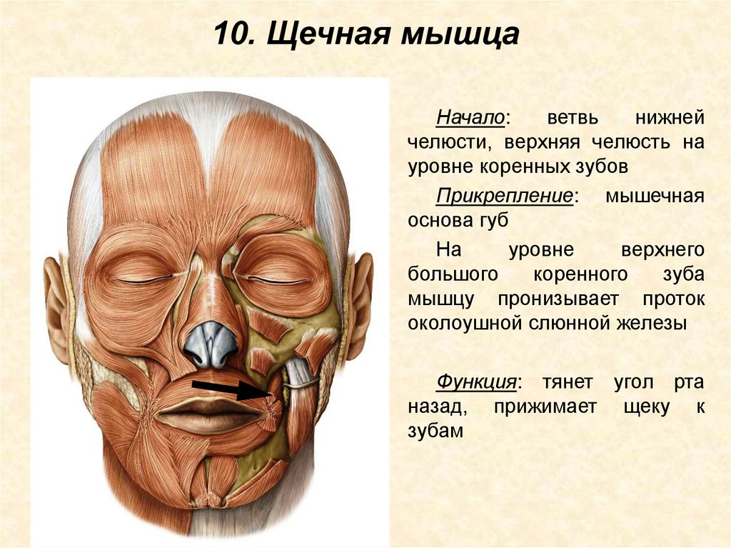10. Щечная мышца