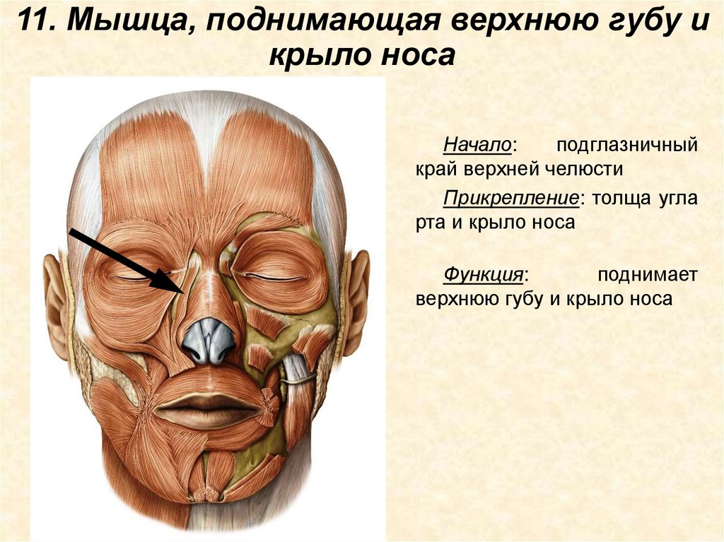 11. Мышца, поднимающая верхнюю губу и крыло носа