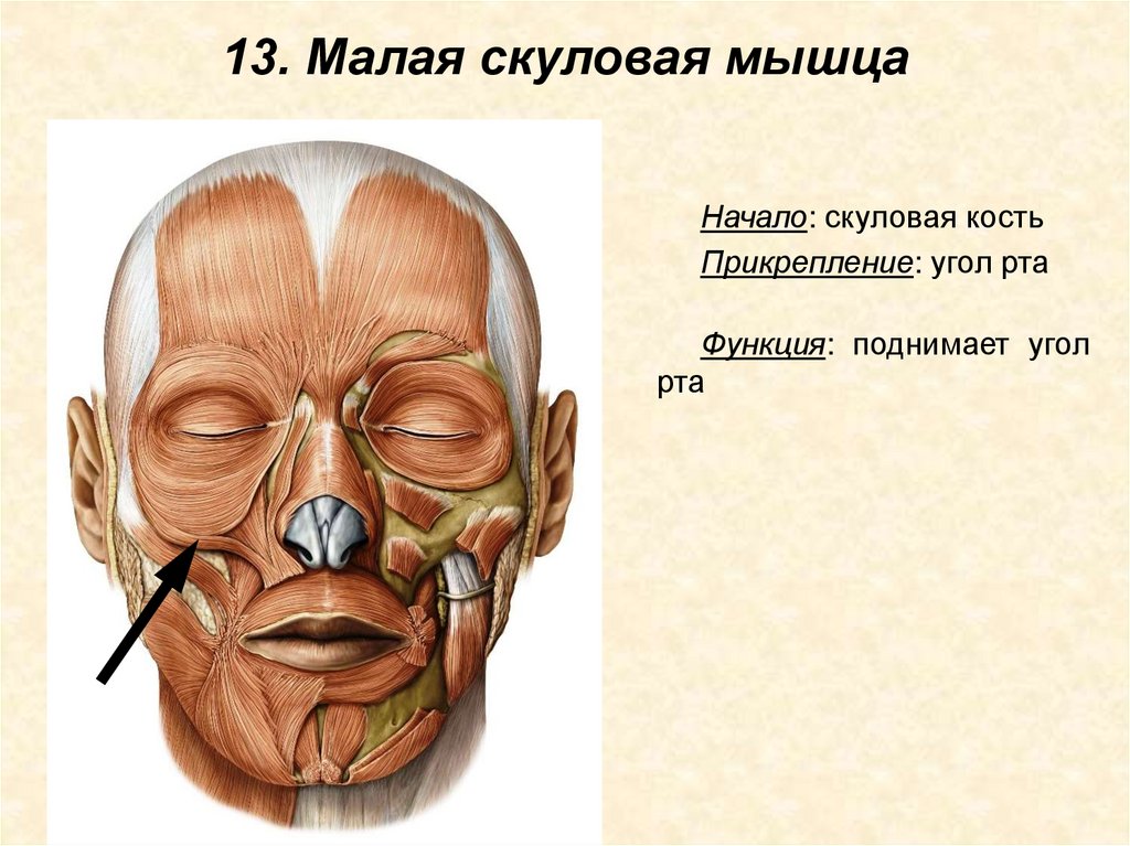 13. Малая скуловая мышца