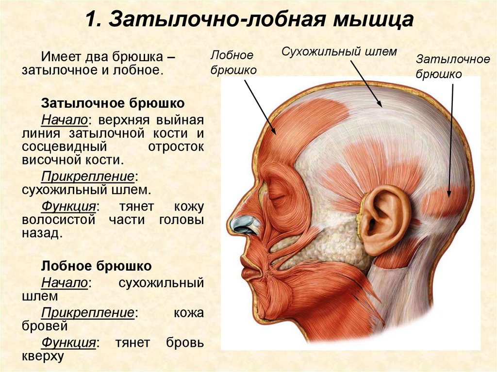 1. Затылочно-лобная мышца