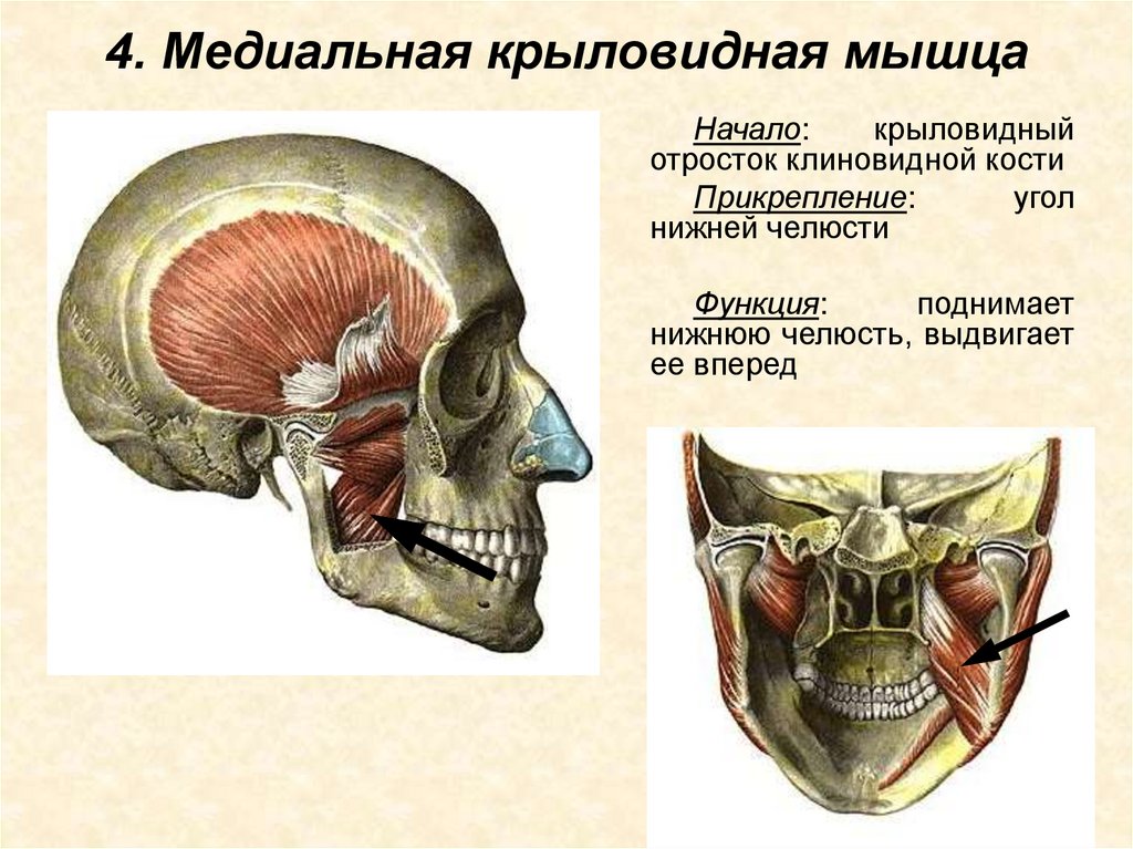 4. Медиальная крыловидная мышца
