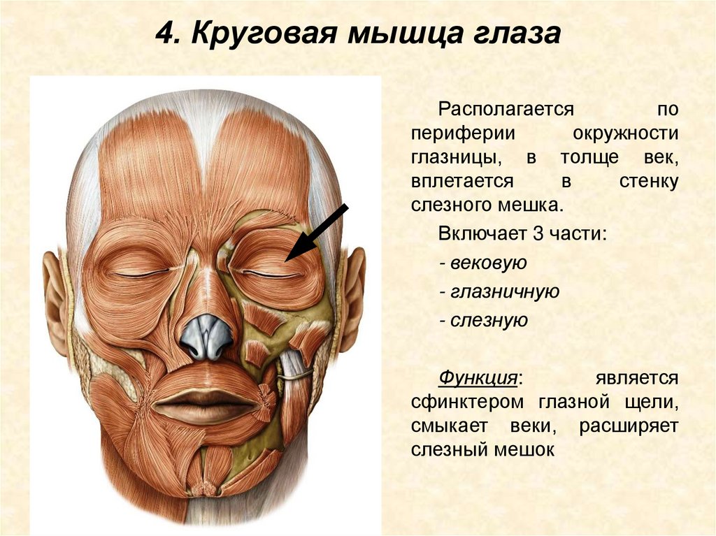4. Круговая мышца глаза