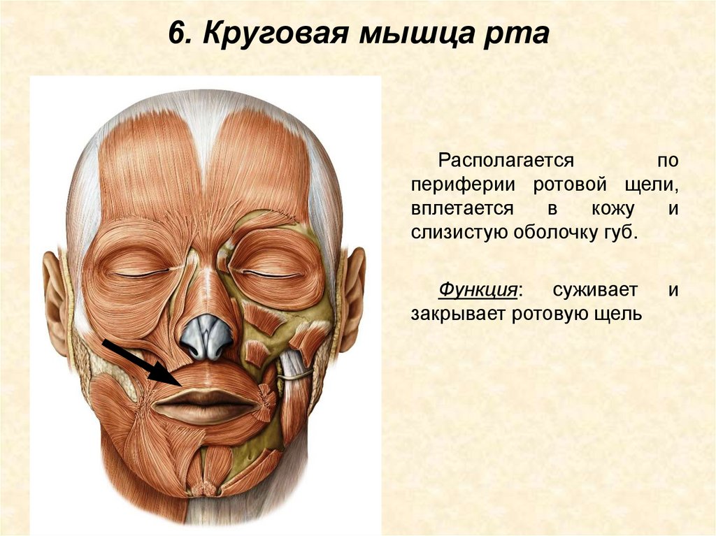 6. Круговая мышца рта