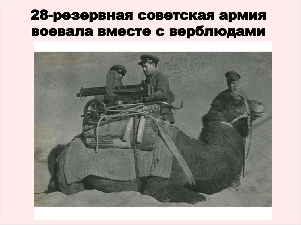 28-резервная советская армия воевала вместе с верблюдами