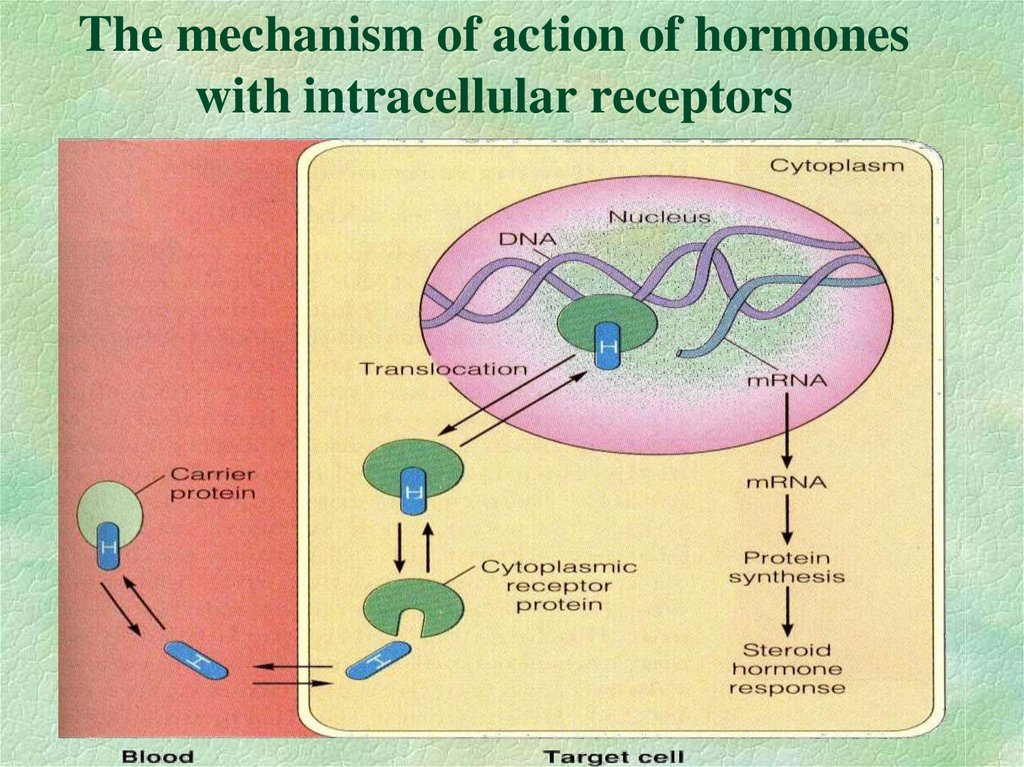 The mechanism of action of hormones with intracellular receptors