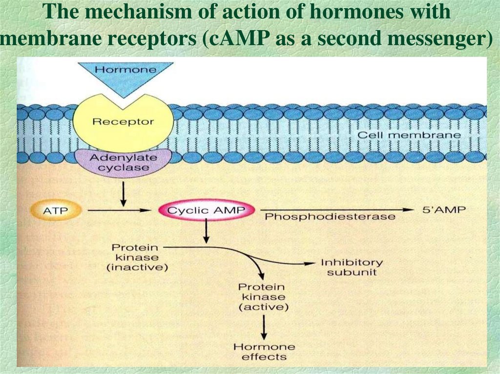 The mechanism of action of hormones with