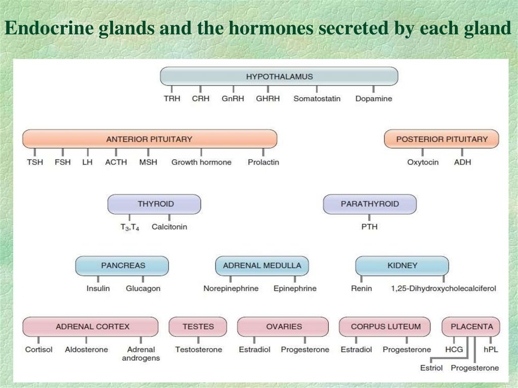 Endocrine glands and the hormones secreted by each gland