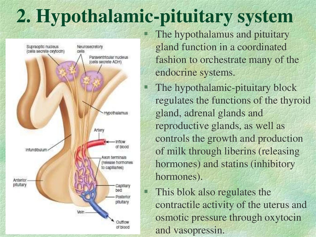 2. Hypothalamic-pituitary system