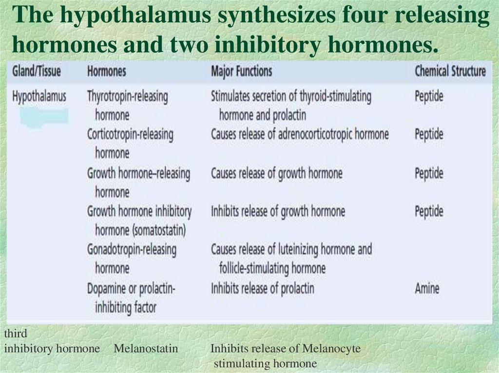 The hypothalamus synthesizes four releasing hormones and two inhibitory hormones.