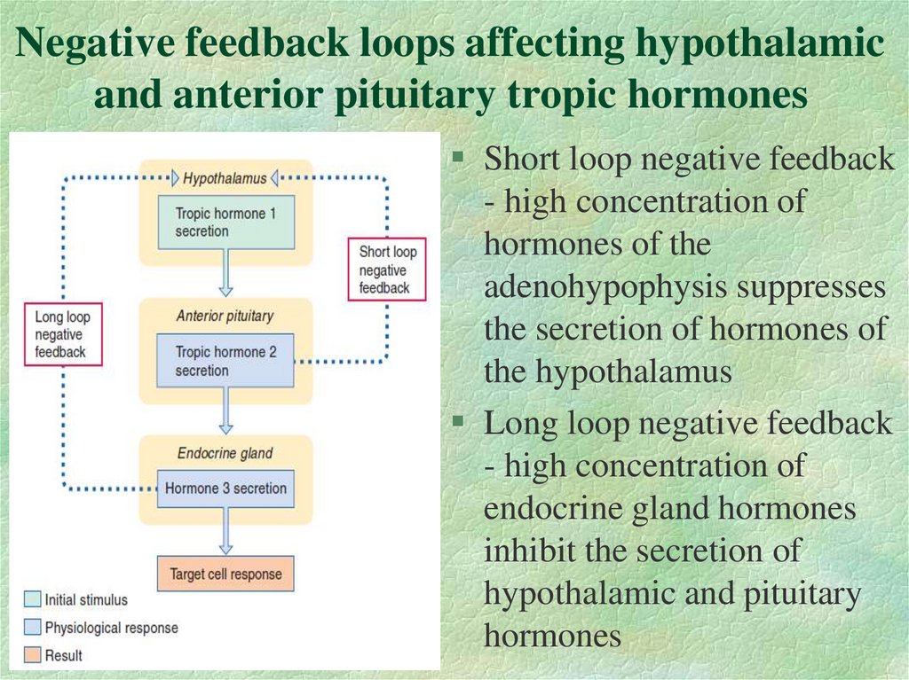 Negative feedback loops affecting hypothalamic and anterior pituitary tropic hormones