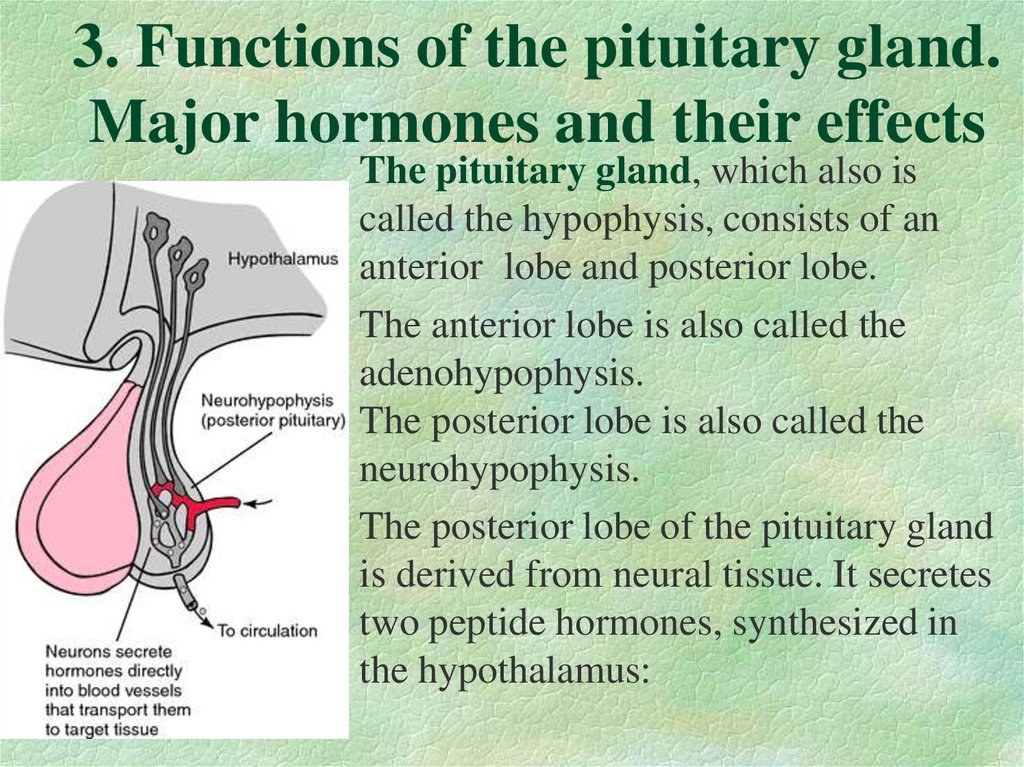 3. Functions of the pituitary gland. Major hormones and their effects